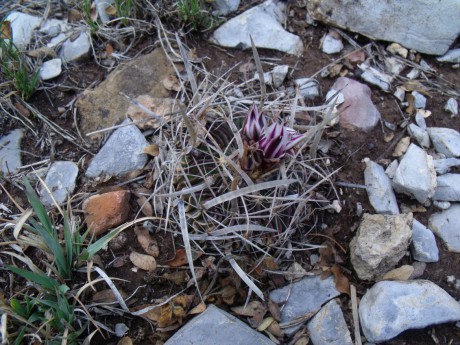 DSCF7228 PT 257 Stenocactus erectocentrus, San Pedro Sotolar