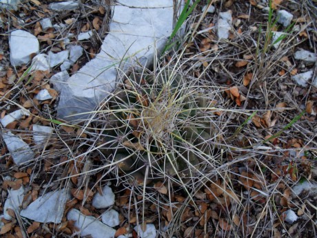 DSCF7234 Thelocactus matudae