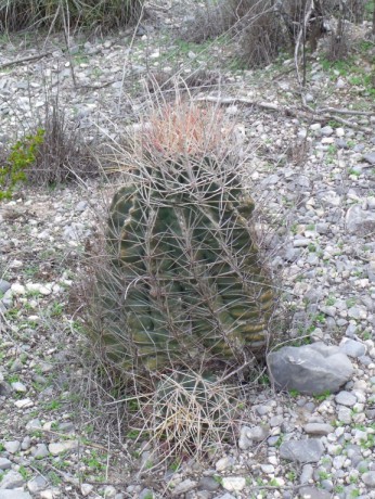 DSCF7318 Hamatocactus sp