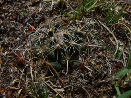 DSCF7412 C. hintoniorum