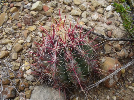 DSCF7435 T. bicolor, La Encantada