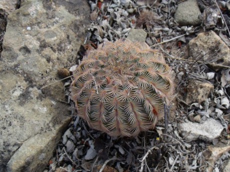 DSCF7449 Echinocereus sp., La Encantada