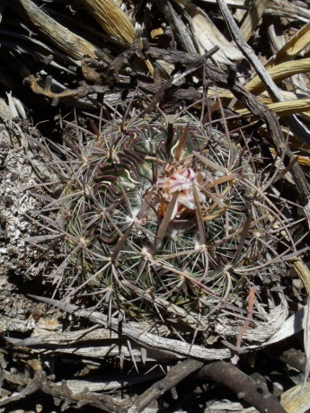 DSCF7533 PT 262 Stenocactus erectocentrus, Tecolotes