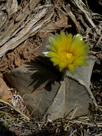 DSCF7595 PT 509 A. coahuilense, severně Ahuichila