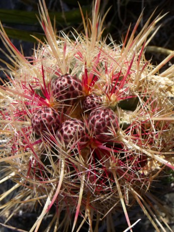 DSCF7947 T. bicolor bolaensis, Cerro Bola