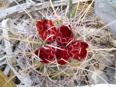 DSCF8116 Ancistrocactus pinkavanus, San Juan de Boquillas