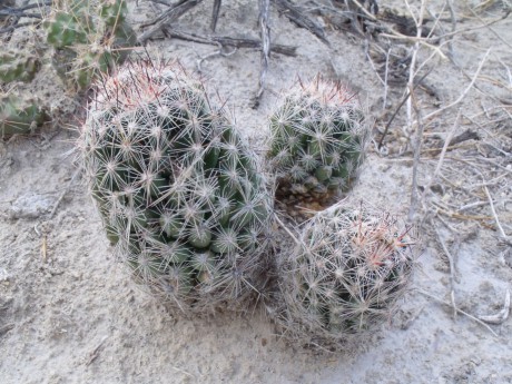 DSCF8123 PT 82 E. vivipara neomexicana, San Juan de Boquillas