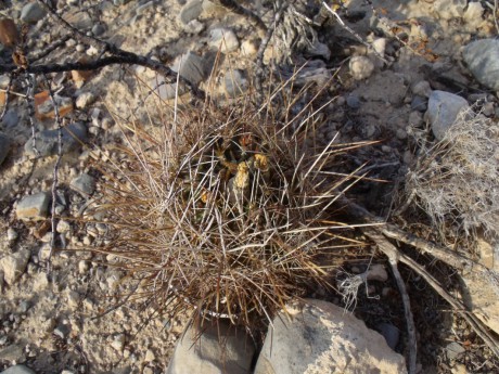 DSCF8368 Ancistrocactus sp., Hipólito