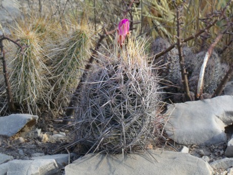 DSCF8546 PT 290 T. bicolor pottsii, Boquillas de las Perlas