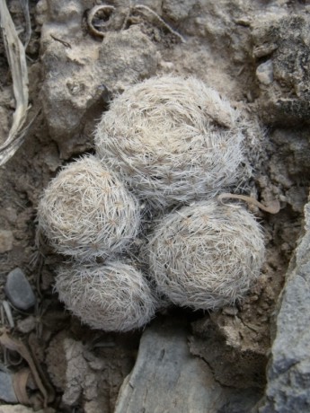 DSCF8553 M. lasiacantha, Boquillas de las Perlas