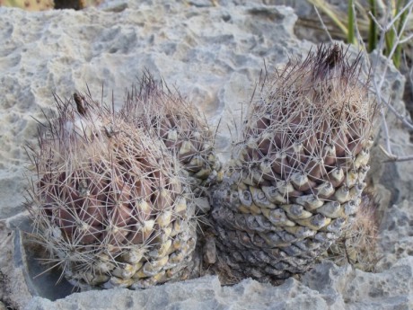 DSCF8556 C. durangensis, Boquillas de las Perlas