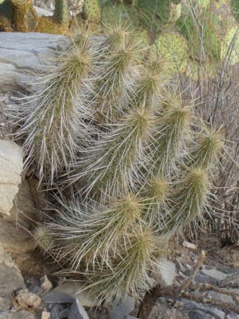 DSCF8557 Echinocereus sp., Boquillas de las Perlas