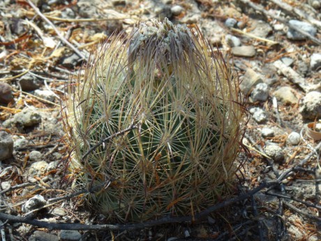 DSCF8590 PT 291 E. durangensis, Puente Nazas, Dur