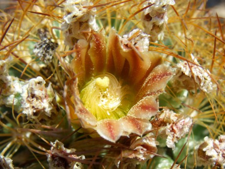 DSCF8592 PT 291 E. durangensis, Puente Nazas, Dur