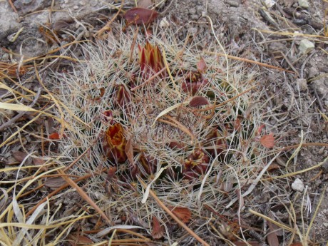 DSCF8663 Mammillaria sp., Coneto Pas, Dur