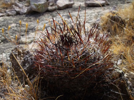 DSCF8668 PT 293 Stenocactus lloydii, Coneto Pas, Dur