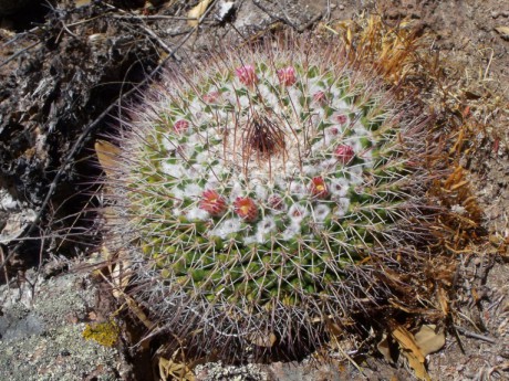 DSCF8759 M. tesopacensis papasquiarensis, Guatimape, DUR