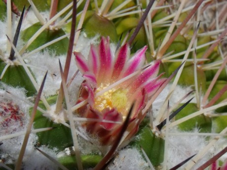 DSCF8761 M. tesopacensis papasquiarensis, Guatimape, DUR