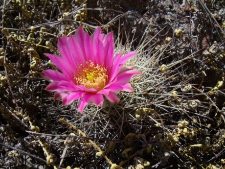 DSCF8803 Echinocereus adustus roemerianus