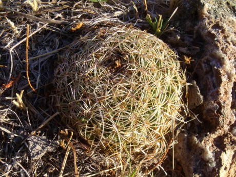 DSCF8818 Coryphantha spec.