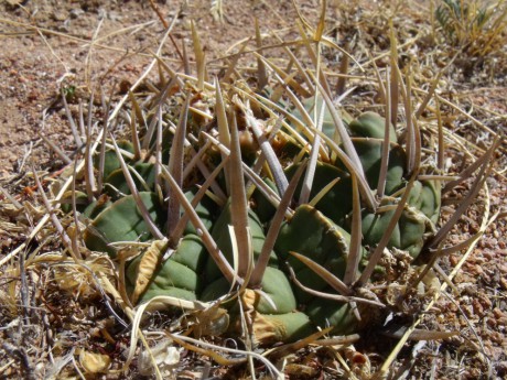 DSCF8876 PT 123 Stenocactus coptonogonus, Sierra Chapultepec