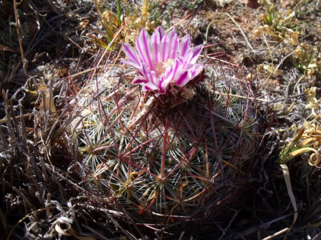 DSCF8909 PT 124 Stenocactus ochoterenaus, Sierra Chapultepec