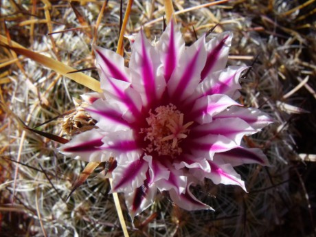 DSCF8917 PT 124 Stenocactus ochoterenaus, Sierra Chapultepec