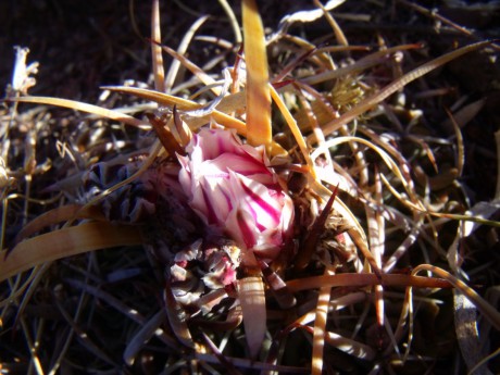 DSCF8944 PT 127 Stenocactus zacatecasensis, km 47 Valparaíso