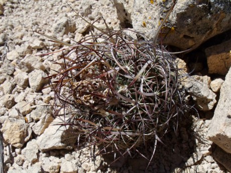 DSCF8994 PT 131 Stenocactus spec. Nogalitos, ZAC