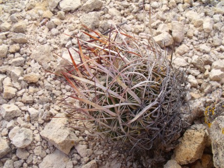 DSCF8999  PT 131 Stenocactus spec. Nogalitos, ZAC