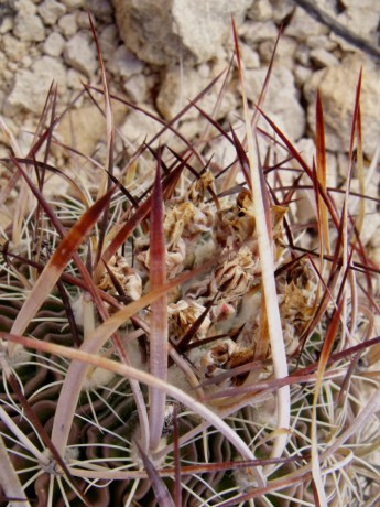 DSCF9001 PT 131 Stenocactus spec. Nogalitos, ZAC