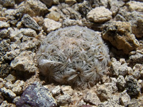 DSCF9024 PT 130 Mammillaria roemeri