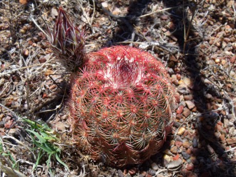 DSCF9153 pektinátní echinocereus