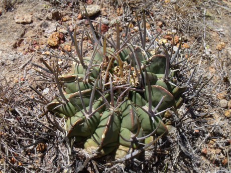 DSCF9164 PT 300 Stenocactus coptonogonus, Cerro Blanco, SLP