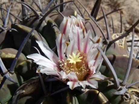 DSCF9182 PT 300 Stenocactus coptonogonus, Cerro Blanco, SLP, detail