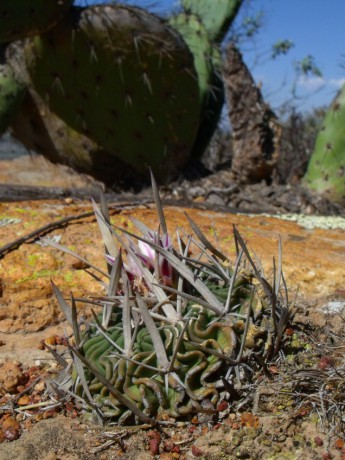 DSCF9196 PT 301 Stenocactus crispatus, Cerro Blanco, SLP