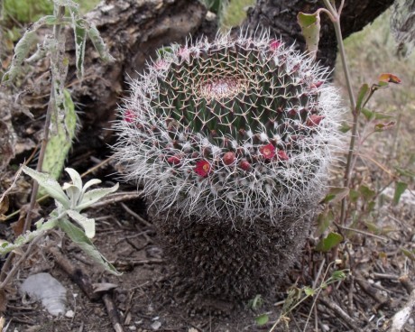 Mammillaria karwinskiana, Tecomachalco, PUE