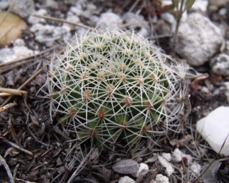 Mammillaria napina, Caňada Morelos, PUE