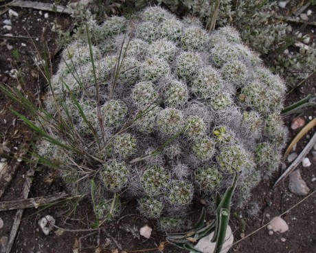 Mammillaria sphacellata, Caňada Morelos, PUE, PT 403