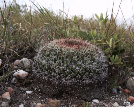 Mammillaria mystax, Caňada Morelos, PUE