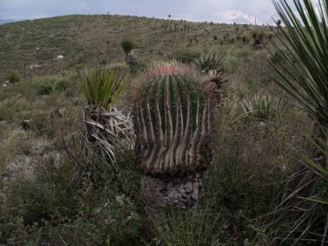 Ferocactus haematacanthus, Caňada Morelos, PUE, PT 404