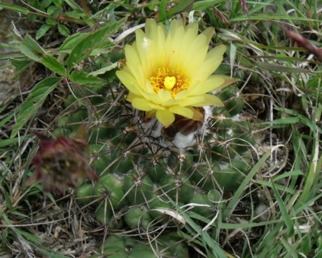 Coryphantha elephantidens greenwoodi, Acultzingo, VER