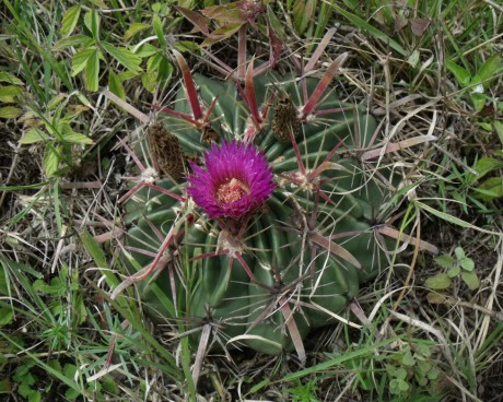 Ferocactus latispinus, Acultzingo, VER