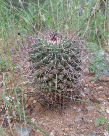 Mammillaria carnea, Calipan, VER