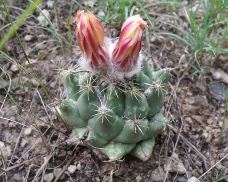 Coryphantha calipanensis, Calipan, VER