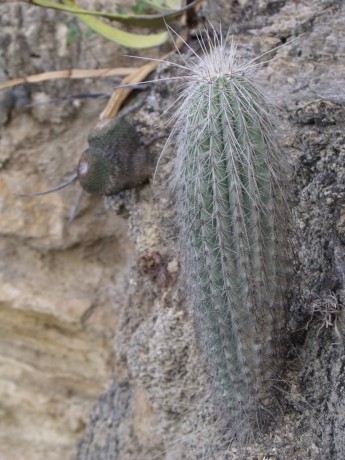 Cephalocereus hoppenstedtii, Tilapa, VER