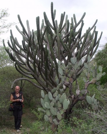 Polaskia chende, San Juan de los Cués, OAX