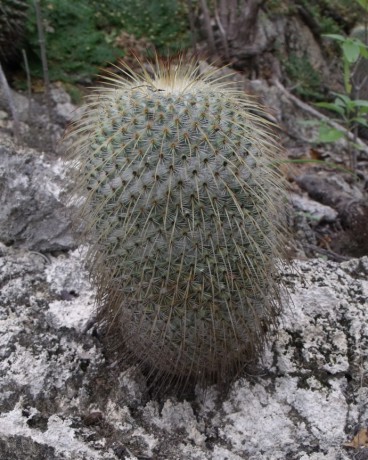 Mammillaria dixanthocentron, San Juan de los Cués, OAX