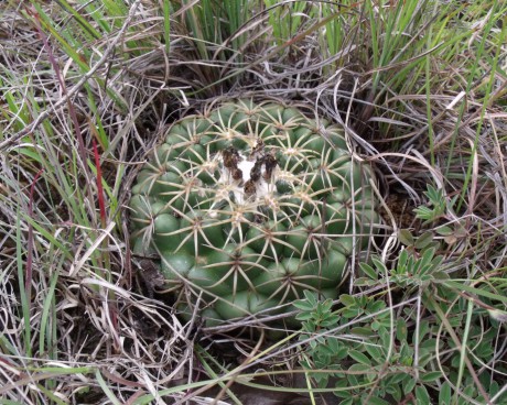 Coryphantha elephantidens, El Nuevo Manzanito, OAX