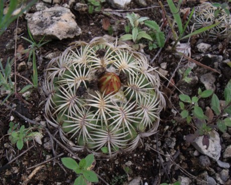 Coryphantha retusa, Cerro Gordo, OAX